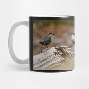 White throated dipper couple feeding Mug